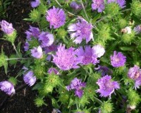 stokesia laevis 6-11.jpg